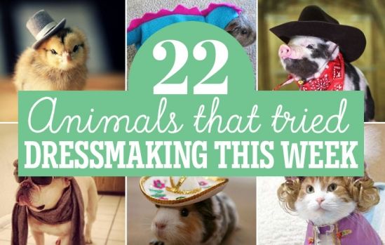 22 Animals That Tried Dressmaking This Week 22 Animals That Tried Dressmaking This Week