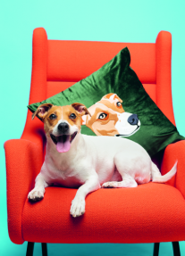 Jack Russell Embroidered Cushion