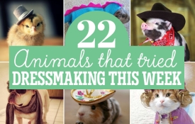 22 Animals That Tried Dressmaking This Week