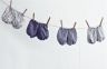 Baby Bloomers