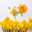 Marie Curie daffodils