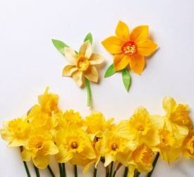 Marie Curie daffodils