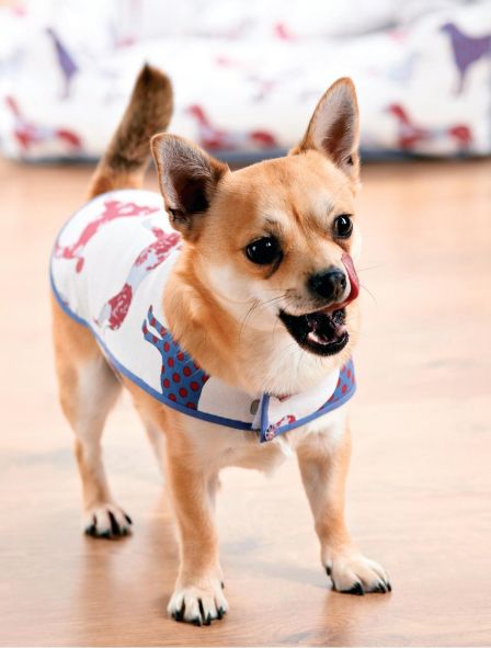 Dog Print Dog Bed and Coat