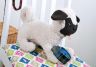 Pug Dog Toy