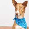 Easy Dog Bandana Sewing Pattern