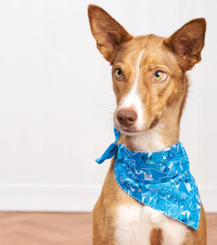 Easy Dog Bandana Sewing Pattern