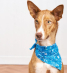 Easy Dog Bandana Sewing Pattern