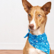 Easy Dog Bandana Sewing Pattern