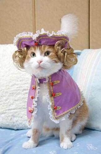 Cat in historical outfit