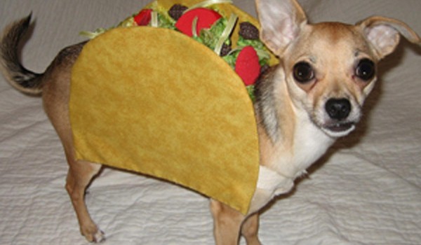 Chihuahua taco