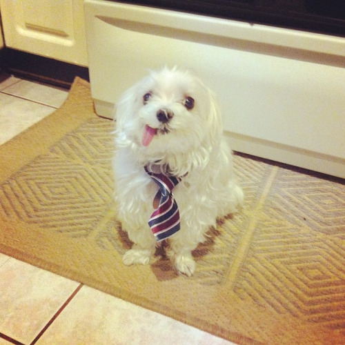 Dog in a tie
