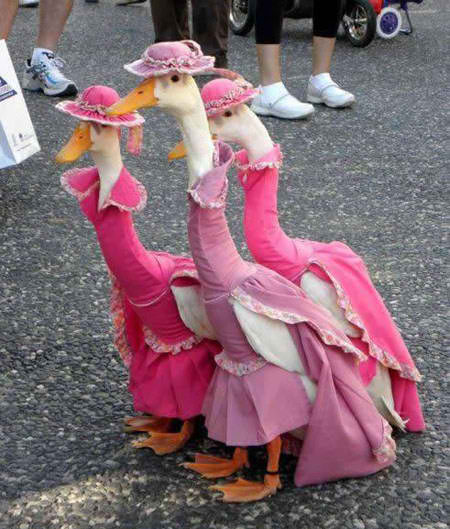 Geese in dresses