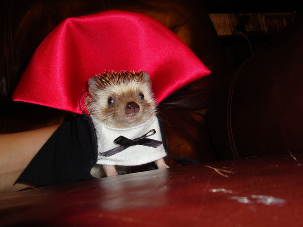 Hedgehog in cape