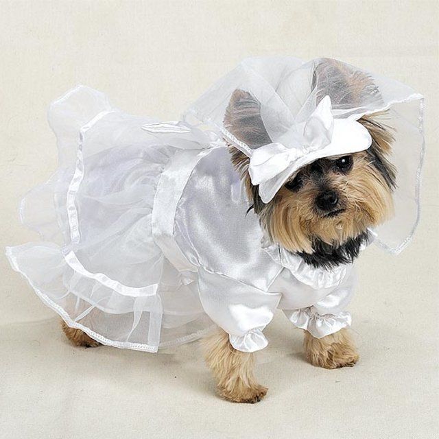 Yorkie in wedding dress