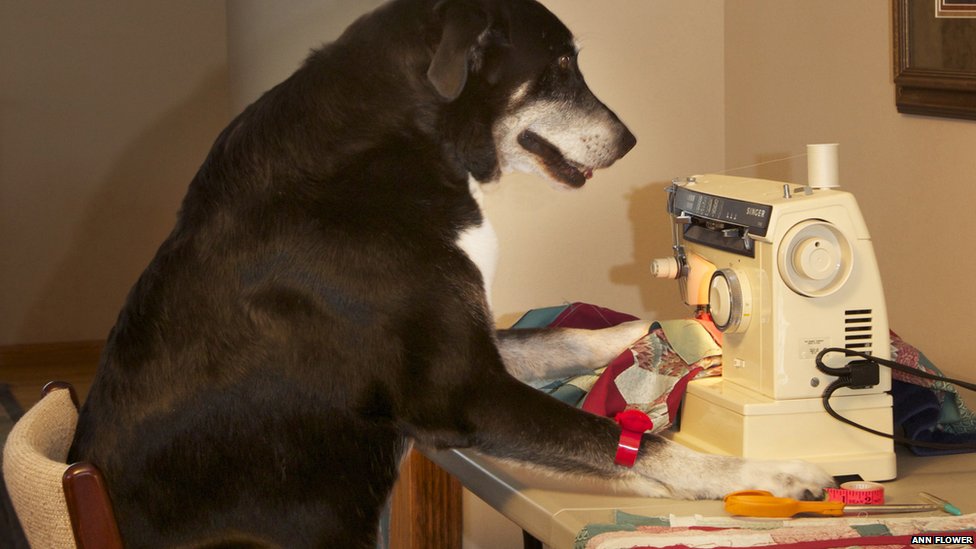 dog sewing
