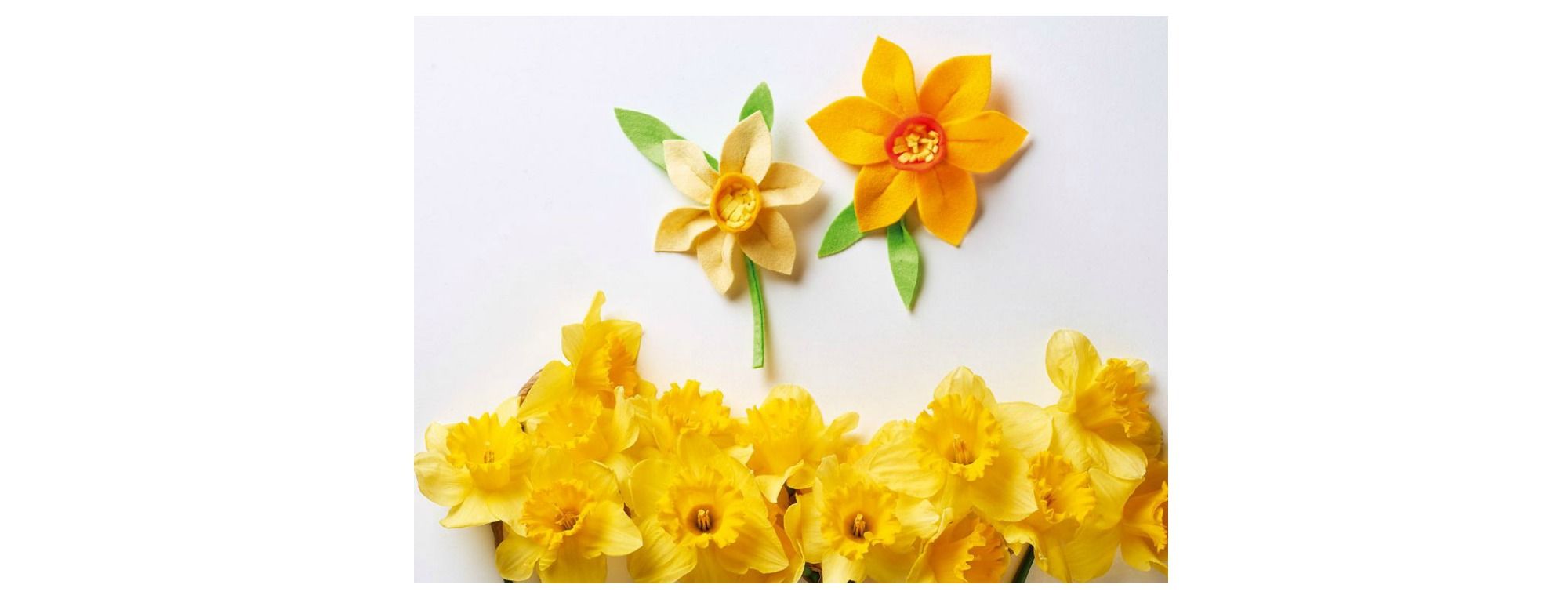 Daffodil project